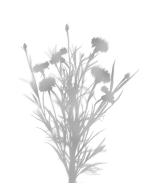 柔和模糊的野花花束阴影，孤立在白色背景上。适用于照片、样机、海报、墙面艺术和设计展示的叠加效果。用于自然光效果的阴影。图片下载