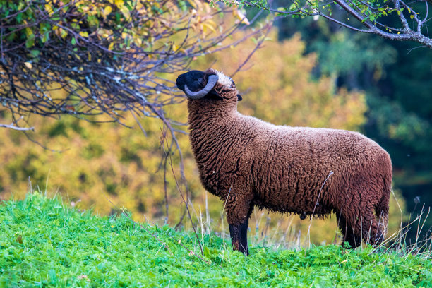 秋天，一只棕色公羊在树下吃草的照片图片下载