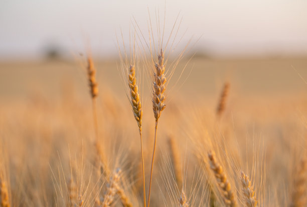 麦田即将收割的特写照片。面包是由小麦粒制成的。图片下载