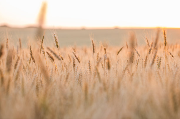麦田中准备收割的特写照片。面包是由小麦粒制成的。图片下载