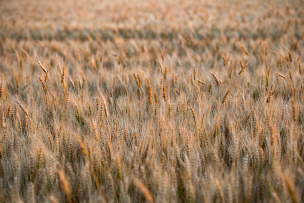 麦田中准备收割的特写照片。面包是由小麦粒制成的。图片下载