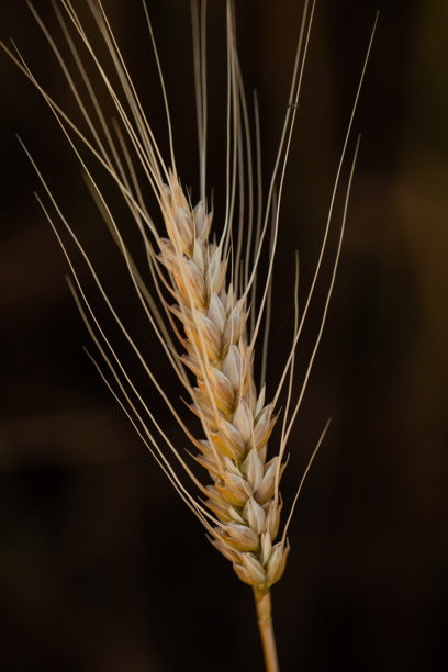 麦田即将收割的特写照片。面包是由小麦粒制成的。图片下载