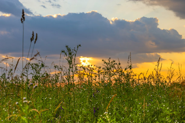 夏季田野的全景，前景有各种草类，落日透过地平线的云层洒下光辉。这张照片体现了自然的宁静、夏季的傍晚和如画的风景。图片下载