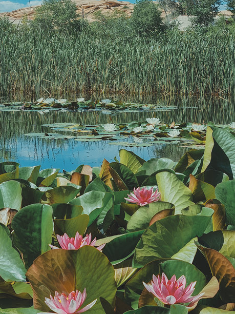 垂直照片展示了有白色和粉色睡莲的池塘以及远处的山脉。图片下载