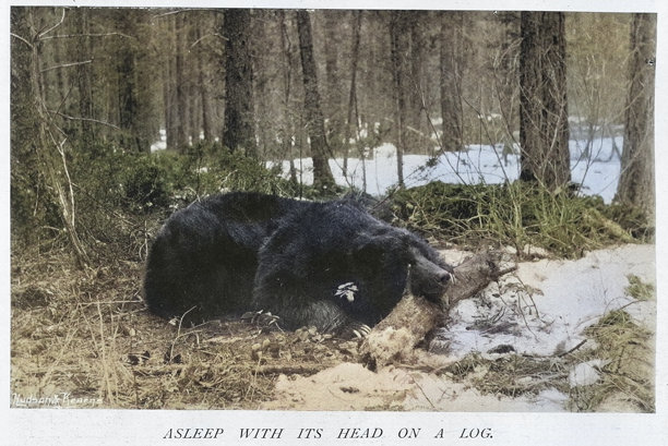 大熊头靠在原木上睡觉，加拿大，1890年代，19世纪复古照片图片下载