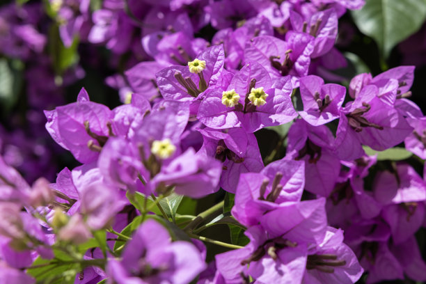 细致的三角梅花特写照片拍摄。图片下载