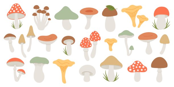 一组森林野生蘑菇。秋季真菌元素。扁平手绘矢量插图图片下载
