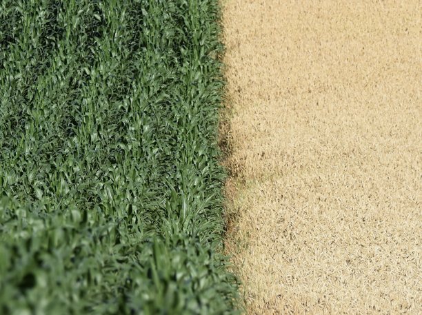 一张照片，展示了法国萨尔特地区一半是小麦田，一半是玉米田。图片下载