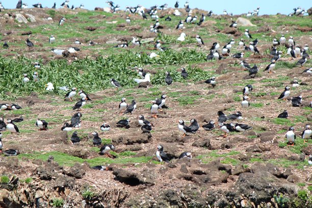 一张大西洋海雀（Fratercula arctica）栖息在加拿大纽芬兰博纳维斯塔半岛埃利斯顿海岸悬崖边缘的照片。图片下载