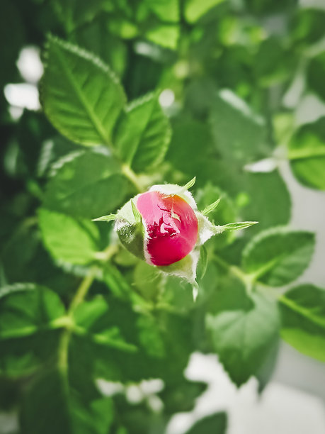 绿叶间的红色玫瑰花蕾。美丽的自然背景，竖版照片。图片下载