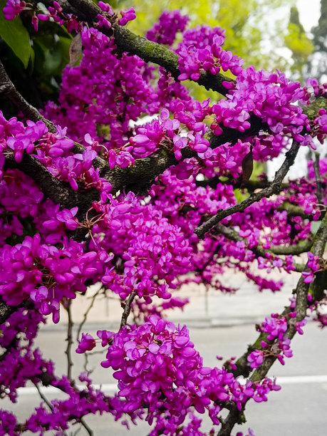 紫荆树，开着鲜艳粉色花朵的观赏树。春季风景背景。竖版照片。图片下载