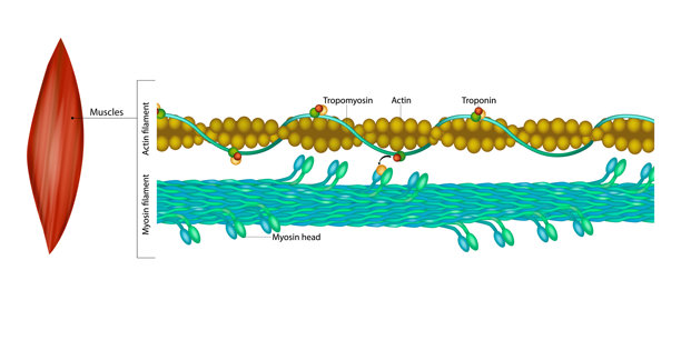 肌肉收缩中肌动蛋白和肌球蛋白丝的分子结构。骨骼肌纤维中肌节成分的详细图解。图片下载
