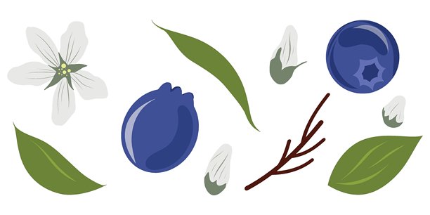 沙德莓的浆果、叶子和花朵矢量图集，背景为白色。服务莓、萨斯卡通莓、六月莓、查克利莓、野生李子、伊尔加。图片下载