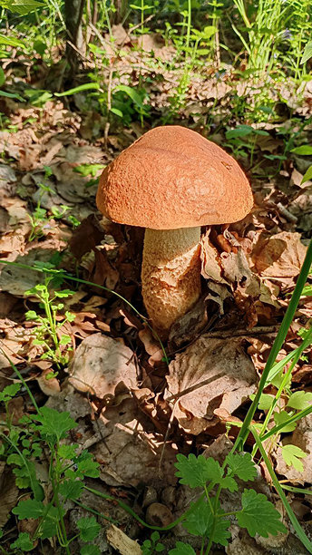 夏季林地中，干枯的树叶和绿色草丛间生长的红褐色帽子的野生森林蘑菇特写照片图片下载