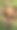 夏季林地中，干枯的树叶和绿色草丛间生长的红褐色帽子的野生森林蘑菇特写照片图片下载