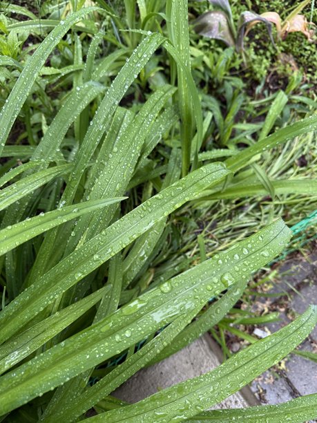 雨后湿润的绿叶上挂着水珠。此照片可用于园艺、环境或植物相关的视觉内容。图片下载