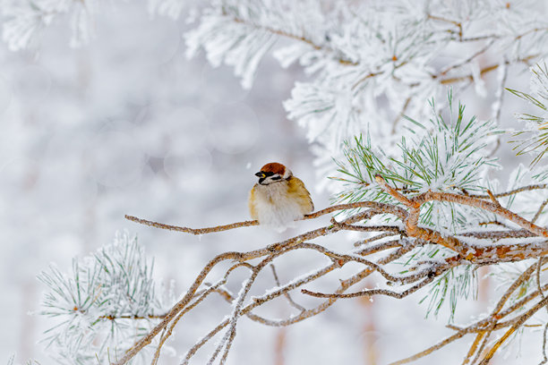特写的毛茸茸的麻雀栖息在被雪覆盖的松枝上，周围是宁静的冬季景象，这是一只小型野鸟。背景是淡灰色的模糊雪景，展现出宁静的冬季照片，侧面视角。图片下载
