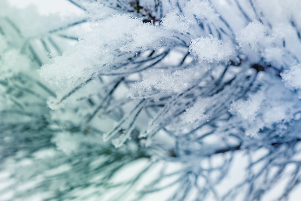 冬季自然特写，雪覆盖的松树枝，雪白的质感，微距趋势照片，神奇的冬季时光，冬季假日，雪松森林，树枝上的白霜，绿色蓝色单色调图片下载