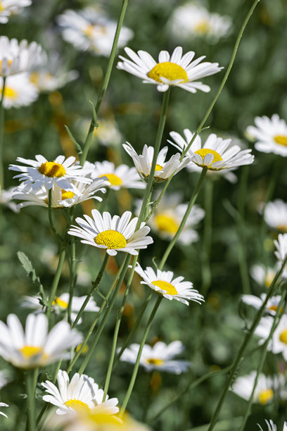 精致的洋甘菊花，白色花瓣和鲜艳的黄色花心，盛开在如画的绿色草地上，背景模糊，呈现出美丽的散景效果。夏季照片，自然之美与和谐。图片下载
