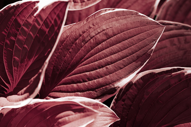 俯视深红色叶子的重复图案，宽叶万年青植物叶子的自然背景，抽象植物照片，紫白色自然背景极简风格，明亮的植物百合丰盛叶片图片下载