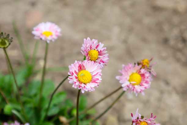 粉色雏菊特写，黄色花心，背景为模糊的土壤。这张图片完美展现了春天的美丽、花朵的柔情和自然的细节。图片下载