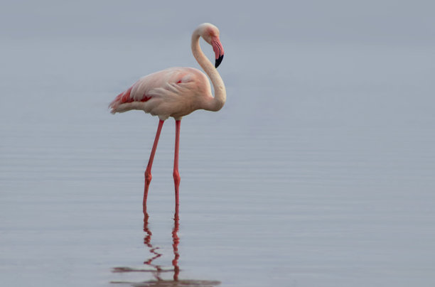 独家库存图片：纳米比亚蓝色泻湖中的单只火烈鸟 - 高清晰度图片下载
