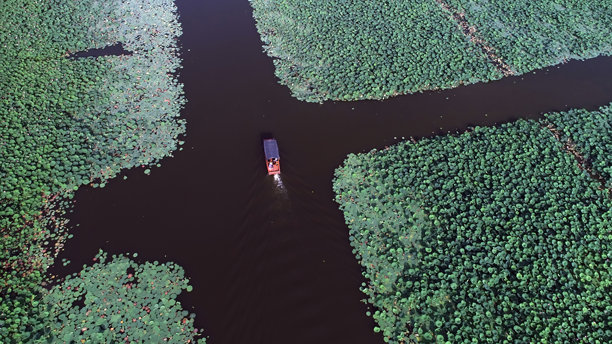 航拍照片，盛开的荷花池塘图片下载