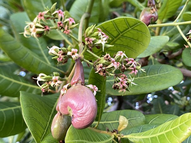 腰果花和一颗小小的发育果实的特写照片图片下载