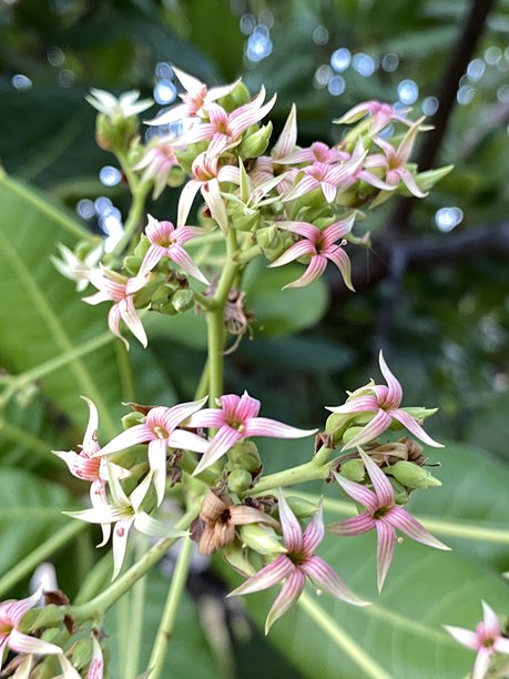 腰果花的特写照片图片下载