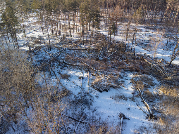 雪-covered森林的航拍照片，地面上有倒下的树木图片下载