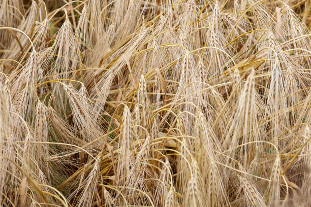 一片丰收的金色大麦田，密集而成熟，展现了自然的丰富和农业的多样性。这张照片非常适合用来表现丰收、农业或自然产品的主题。图片下载