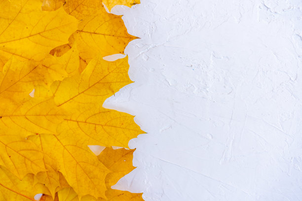 秋天的叶子框架，白色背景，俯视图，秋季边框，黄色和橙色的叶子，复古风格的桌面，文本留白空间。图片下载