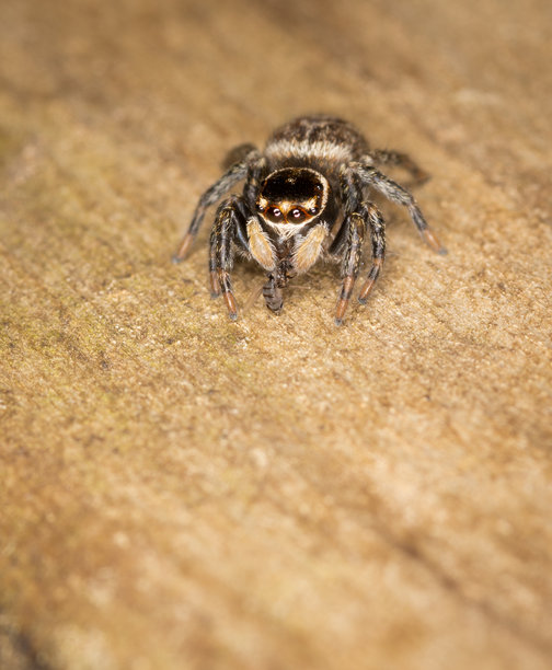 白条纹家跳蛛的特写微距照片图片下载