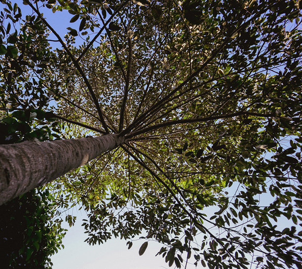 榴莲树下的照片图片下载