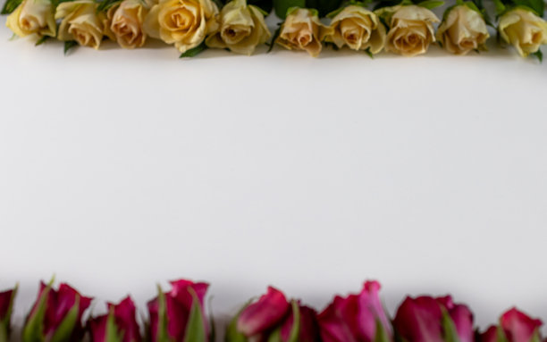 优雅的花卉边框，模糊的黄色和鲜艳的粉色玫瑰花朵形成美丽的边界设计，适合浪漫活动和庆祝设计。图片下载