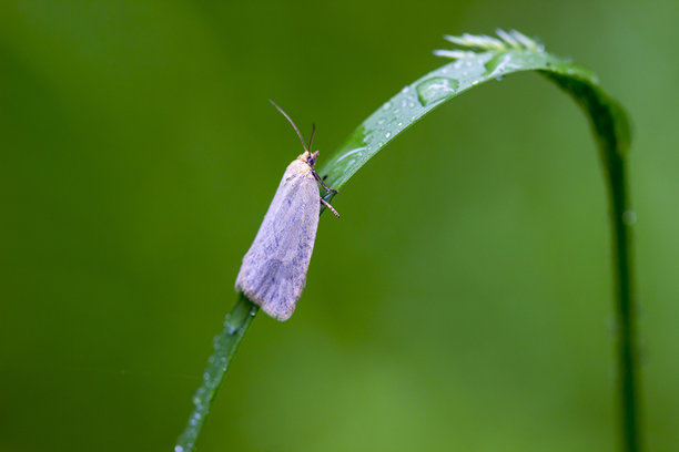 一只凤蝶栖息在一片草叶上，背景模糊。色彩丰富的野生动物照片。微距照片。留有文字空间。蝴蝶。锯齿蝶科。紫斑锯齿蝶。斑驳蝴蝶。图片下载