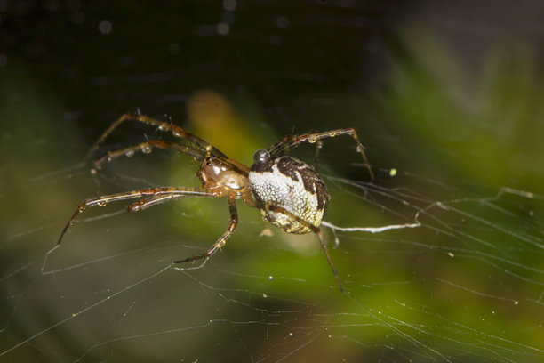 一只盘腿而坐的蜘蛛在黑色背景上的网中。色彩丰富的野生动物照片。昆虫的微距照片。特写。留有文字空间。花园蜘蛛。圆网蛛属。蜘蛛。圆网蛛。园蛛科。图片下载