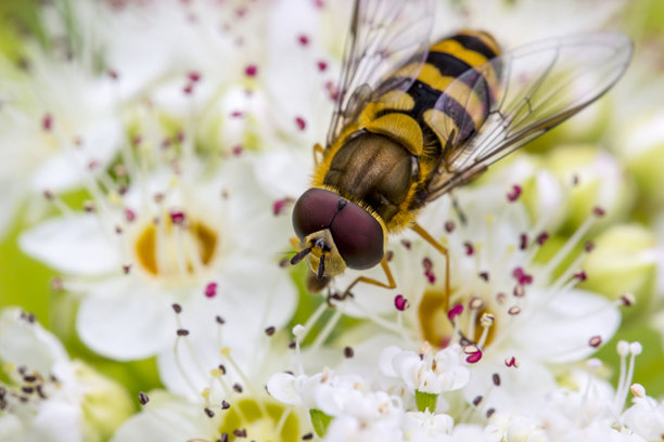 白色海绣球花上的悬停蝇。色彩丰富的野生动物照片。昆虫的微距照片。特写。留有文字空间。悬停蝇。阳光蝇。图片下载