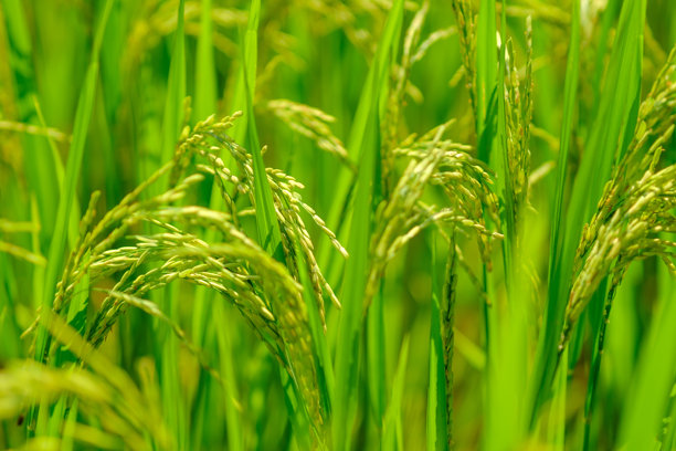 金色稻田的特写照片图片下载