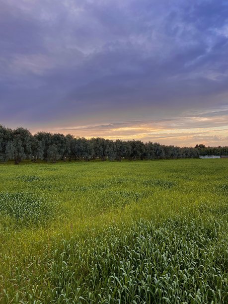 自然的麦田照片，地平线上有橄榄树，夕阳西下。图片下载