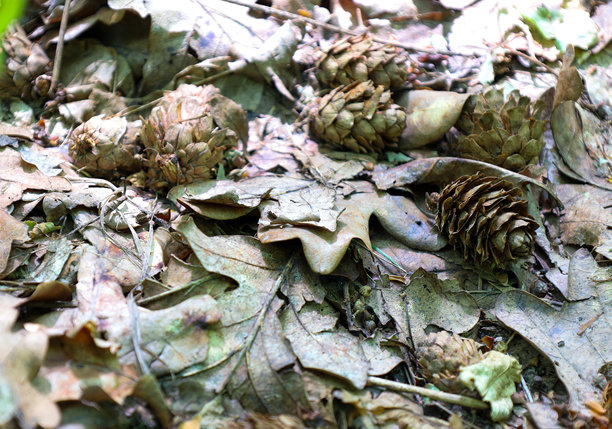 松果和干枯的落叶覆盖在森林地面上，营造出丰富的质感和秋季森林的氛围。这张照片反映了自然循环和森林元素的多样性。图片下载