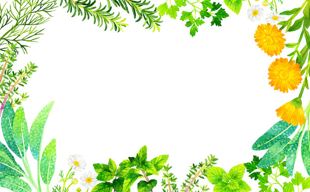 各种草药框架（手绘水彩插图背景素材）。图片下载