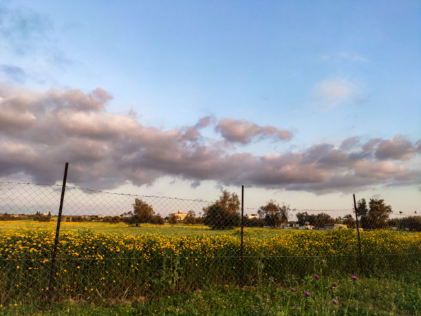 春天美丽的金色照片，盛开着黄色花朵。图片下载