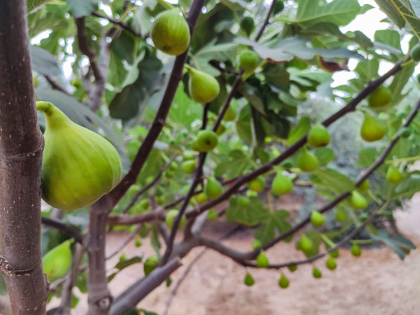 美丽的无花果树自然照片，树上结满成熟的果实。图片下载