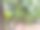 美丽的无花果树自然照片，树上结满成熟的果实。图片下载