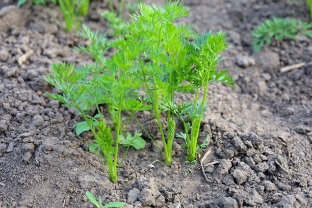 年轻的胡萝卜苗，生机勃勃的绿色，突破土壤，预示着未来丰收的脆嫩蔬菜。这张图片突显了花园中的新鲜和有机生长。图片下载