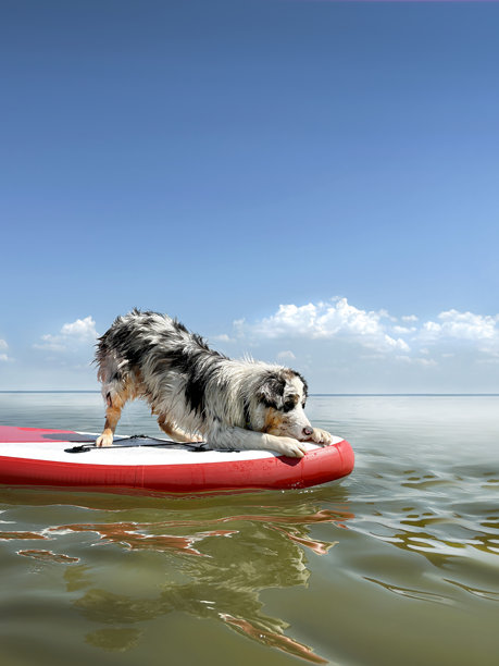 一只蓝色大理石色的澳大利亚牧羊犬在海上漂浮在手套冲浪板上，竖版照片图片下载