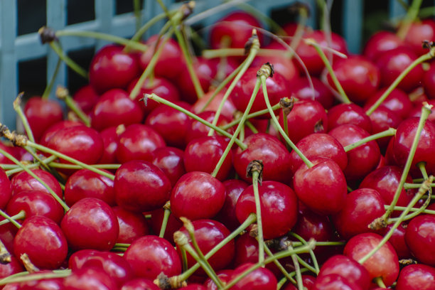 樱桃收获，健康的水果，真实生活照片图片下载