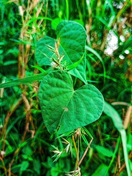 心形的甘薯叶特写照片，郁郁葱葱，细腻的叶脉和柔和的光线。非常适合热带植物、植物纹理和环保设计主题。图片下载