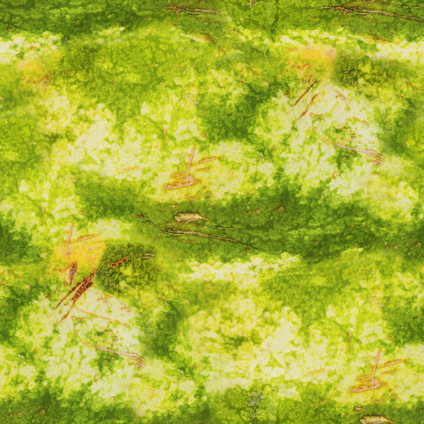 无缝的4K西瓜皮照片纹理。图片下载